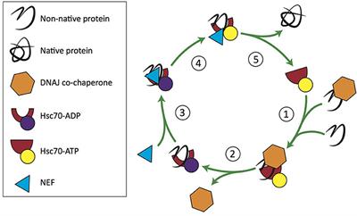 roles of chaperone proteins in bse