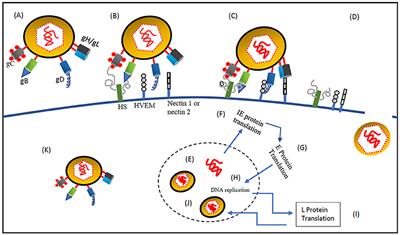 Frontiers | Oncolytic Herpes Simplex Viral Therapy: A Stride toward ...