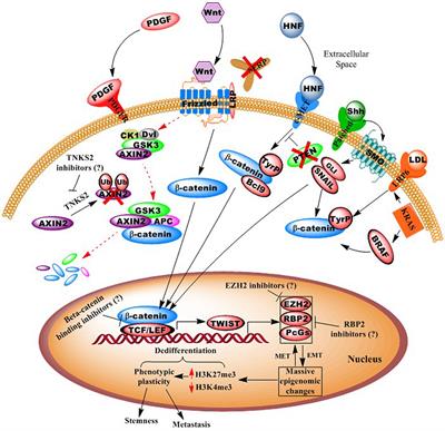 Frontiers | The Epigenomics of Embryonic Pathway Signaling in ...