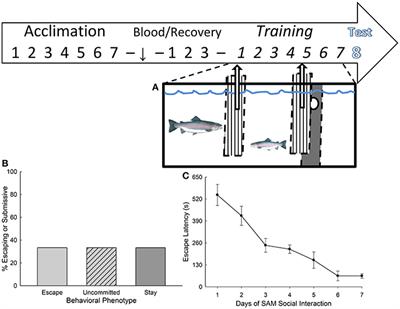 Frontiers Learning And Crf Induced Indecision During Escape And Submission In Rainbow Trout During Socially Aggressive Interactions In The Stress Alternatives Model Neuroscience