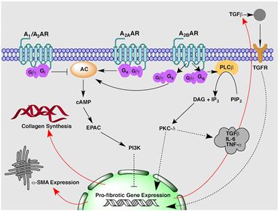 Frontiers | Targeting Adenosine Receptors for the Treatment of Cardiac ...