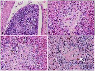 Frontiers | Characterization of Histopathological and Ultrastructural ...