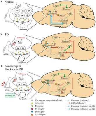 Frontiers | Commentary: Adenosine A2A Receptor Blockade Prevents ...