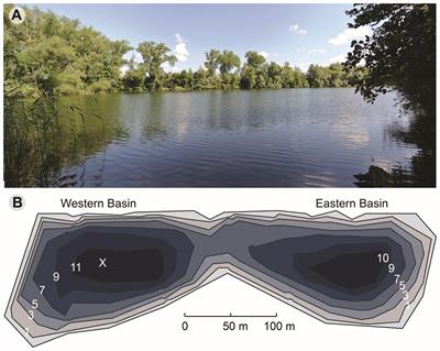 Frontiers Succession Of Bacterial Communities In A Seasonally Stratified Lake With An Anoxic And Sulfidic Hypolimnion Microbiology