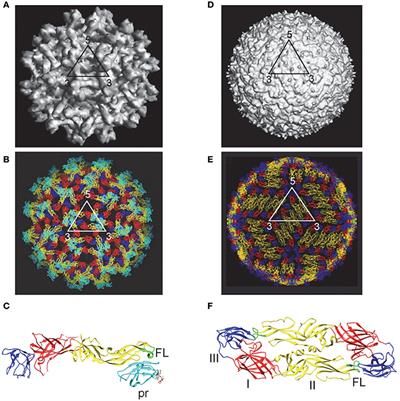 Frontiers | Complexity of Human Antibody Response to Dengue Virus ...