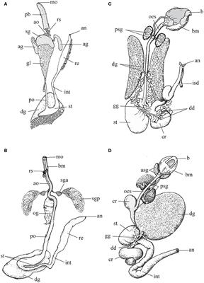 Frontiers | Salivary Glands in Predatory Mollusks: Evolutionary ...