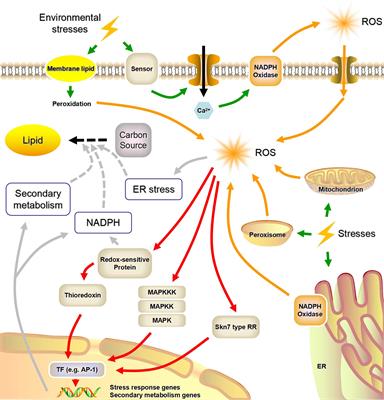 Frontiers | Reactive Oxygen Species-Mediated Cellular Stress Response ...