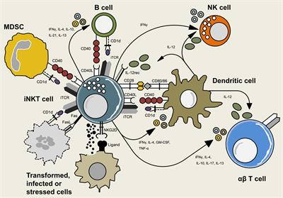 Frontiers | Reciprocal Crosstalk between Dendritic Cells and Natural ...