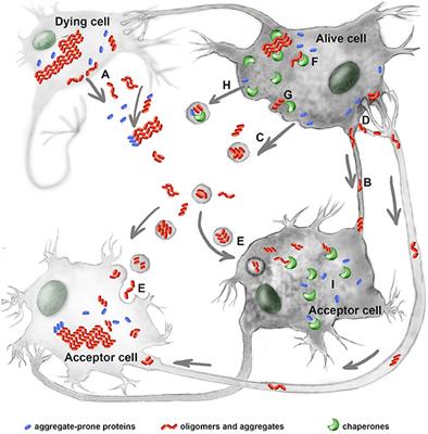 Frontiers | Possible Function of Molecular Chaperones in Diseases ...