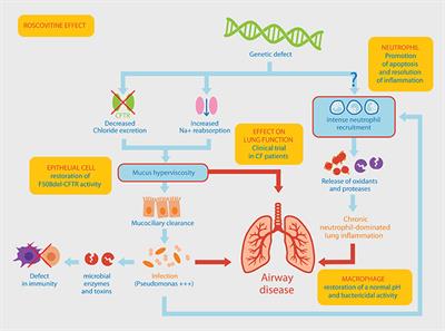 Frontiers | Harnessing Neutrophil Survival Mechanisms during Chronic ...