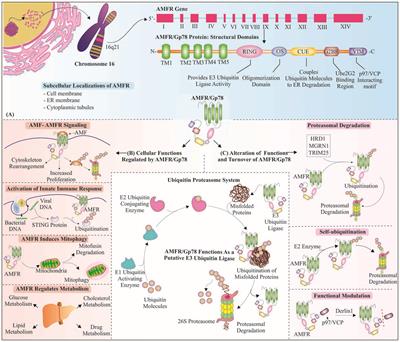 Frontiers | Gp78 E3 Ubiquitin Ligase: Essential Functions and ...