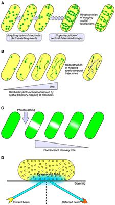 Frontiers | Super-Resolution Imaging of Protein Secretion Systems and ...