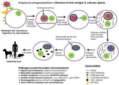 Frontiers | Microbial Invasion vs. Tick Immune Regulation