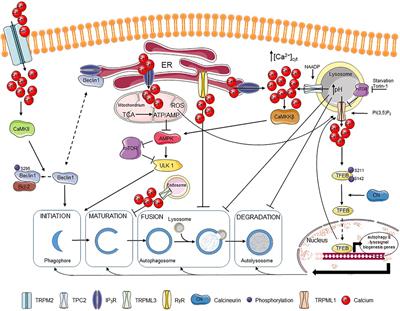 Frontiers | IP3 Receptor-Mediated Calcium Signaling and Its Role in ...