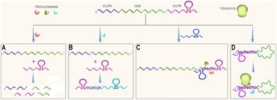 Untranslated Regions Of Mrnas Genome Biology Full Text 40 Off