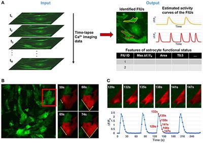 Frontiers Automated Functional Analysis Of Astrocytes From