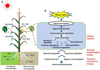 Frontiers | Genome-Wide Association Study Reveals Natural Variations ...