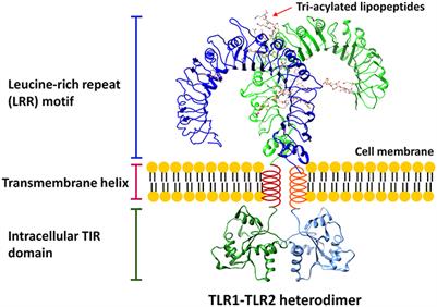 Frontiers | Inhibition of Toll-Like Receptor Signaling as a Promising ...