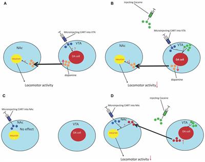 Frontiers | A New Insight into the Role of CART in Cocaine Reward ...