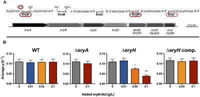 Frontiers Erythritol Availability In Bovine Murine And Human Models Highlights A Potential Role For The Host Aldose Reductase During Brucella Infection Microbiology