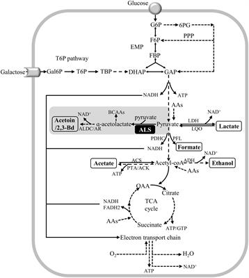 Frontiers | The Staphylococcus aureus α-Acetolactate Synthase ALS ...