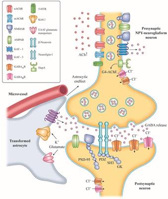 Frontiers | Cholinergic Hypofunction in Presbycusis-Related Tinnitus ...