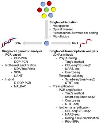 Frontiers Genomic Tools In Pea Programs Status And Perspectives