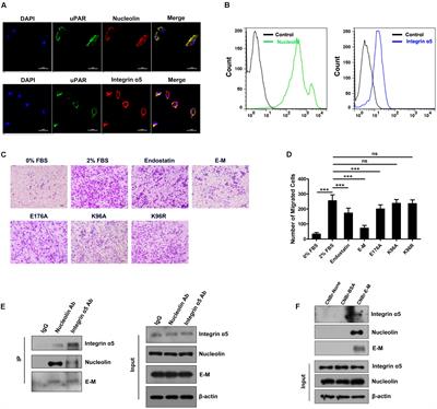 Frontiers | E-M, an Engineered Endostatin with High ATPase Activity ...