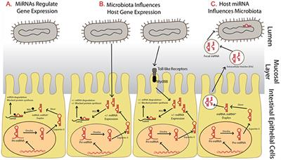 Frontiers | MicroRNAs-Based Inter-Domain Communication between the Host ...