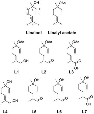 Frontiers Metabolic Products Of Linalool And Modulation Of Gabaa Receptors Chemistry