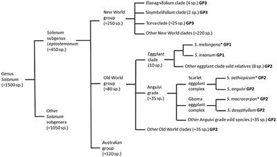 Diversity among accessions of scarlet eggplant complex (S. aethiopicum