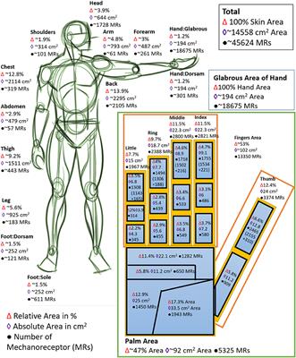 Frontiers | Nanowire FET Based Neural Element for Robotic Tactile ...