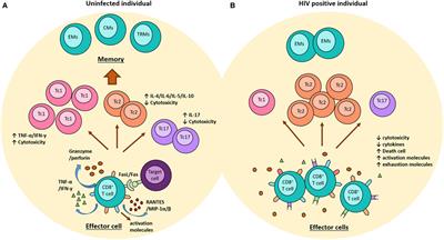 Frontiers | Role of Different Subpopulations of CD8+ T Cells during HIV ...