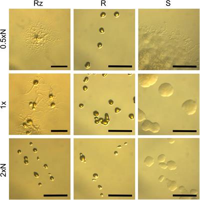 Frontiers | Gliding Motility and Expression of Motility-Related Genes ...