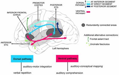 Frontiers | Language Learning Variability within the Dorsal and Ventral ...