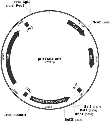 Frontiers | Himar1 Transposon for Efficient Random Mutagenesis in ...