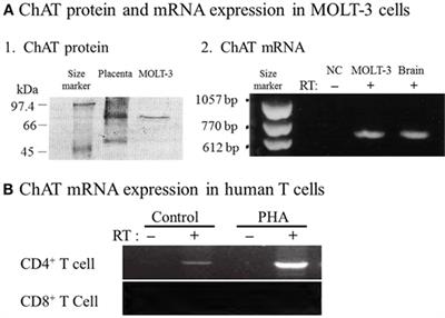 Frontiers Expression And Function Of The Cholinergic System In Immune Cells Immunology