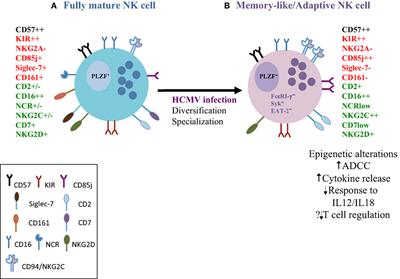 Frontiers | Natural Killer Cells in Human Immunodeficiency Virus-1 ...