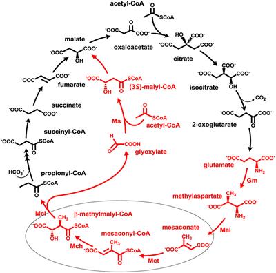 Frontiers | Succinyl-CoA:Mesaconate CoA-Transferase and Mesaconyl-CoA ...