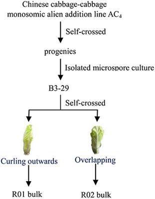 Genome-wide transcriptome analysis reveals molecular pathways involved in  leafy head formation of Chinese cabbage (Brassica rapa)