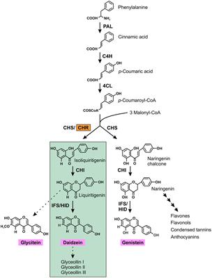 Frontiers | Genome-Wide Identification of Chalcone Reductase Gene ...