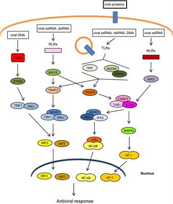 Frontiers | TRIM25 in the Regulation of the Antiviral Innate Immunity