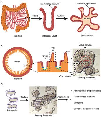 Frontiers | Organoid and Enteroid Modeling of Salmonella Infection