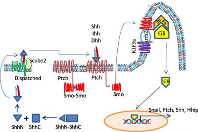 Frontiers Sonic Hedgehog Signaling In Thyroid Cancer Endocrinology
