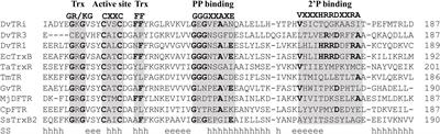 Frontiers Biochemical Function Molecular Structure And Evolution Of An Atypical Thioredoxin Reductase From Desulfovibrio Vulgaris Microbiology