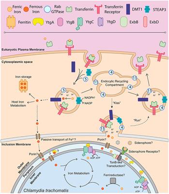 Frontiers  Genome organization and genomics in Chlamydia: whole genome  sequencing increases understanding of chlamydial virulence, evolution, and  phylogeny