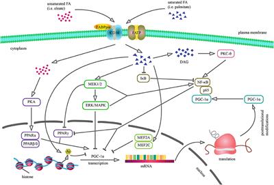 Frontiers | The Implication of PGC-1α on Fatty Acid Transport across ...