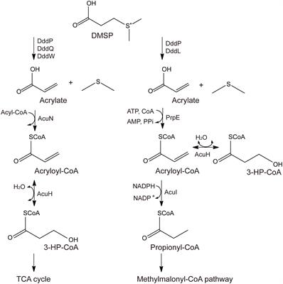 Frontiers | Molecular Insight into the Acryloyl-CoA Hydration by AcuH ...