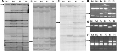 Frontiers | A New Resistance Gene against Potato Late Blight ...