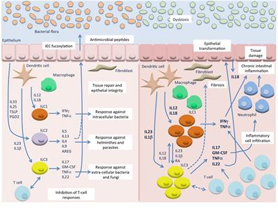 Frontiers | Innate Lymphoid Cells in Intestinal Inflammation